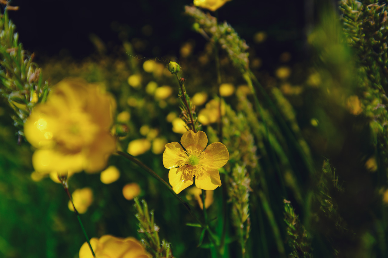 Buttercup Flower Field