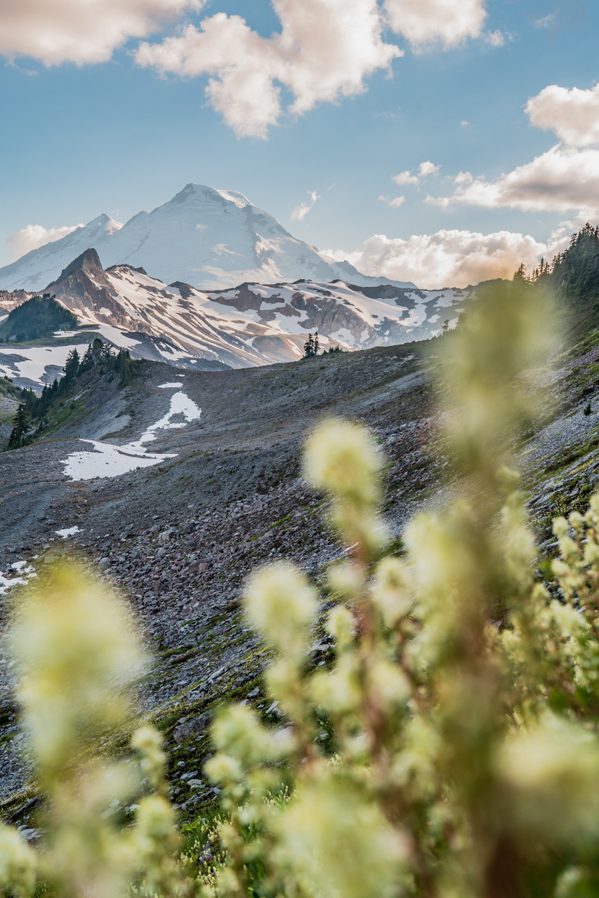 Mount Baker and Wild Flowers