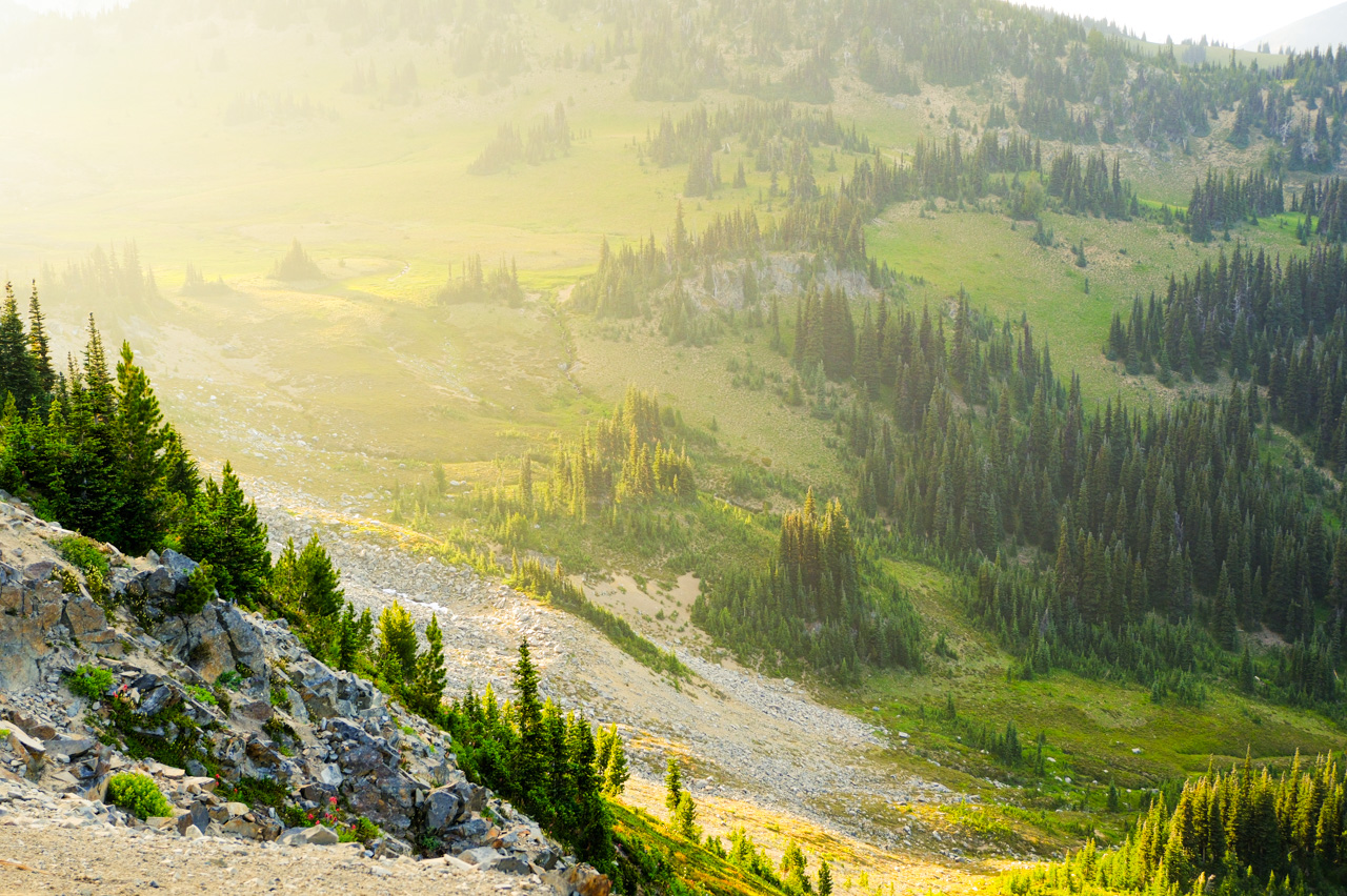 Ramp of Evergreen Trees