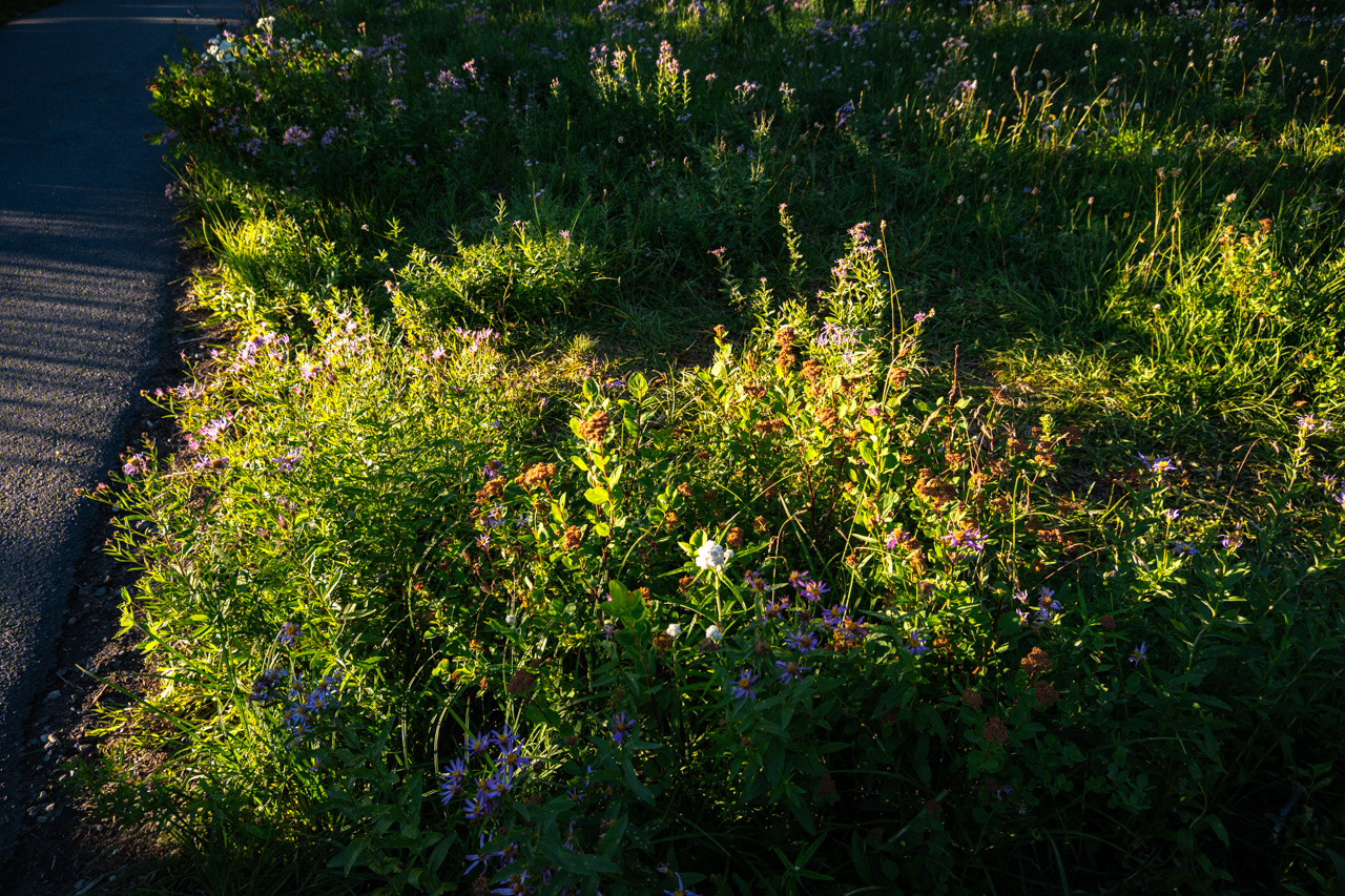 Sunlight on Wild Flowers