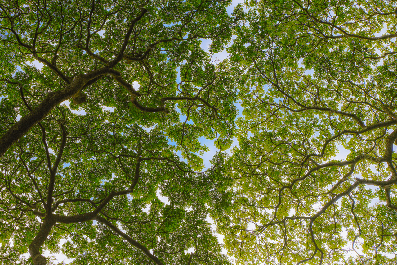 Tropical Crown Shyness
